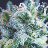 U S A  R A N G E  Gelato  Auto  Flowering Cannabis  Seeds